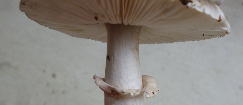 Amanita morrisii image