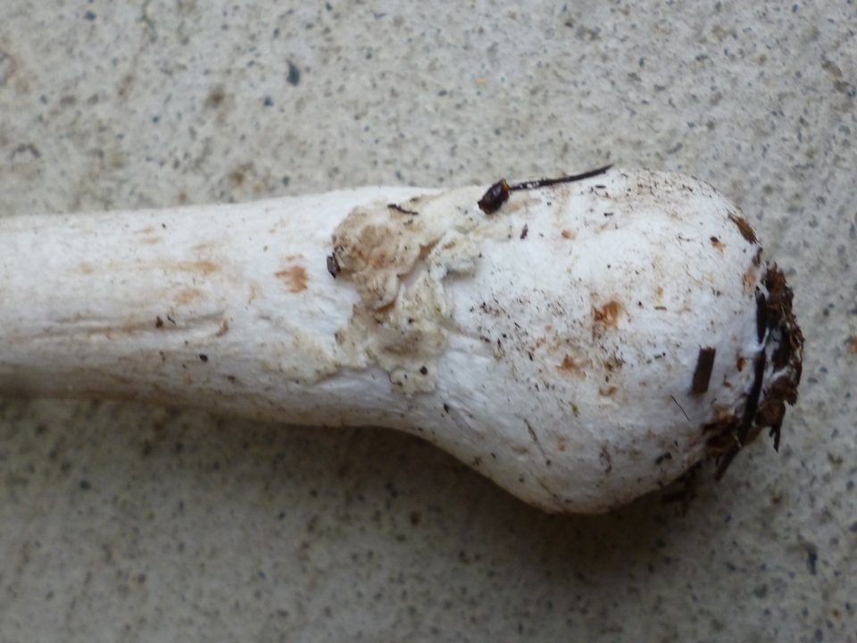 Amanita morrisii image