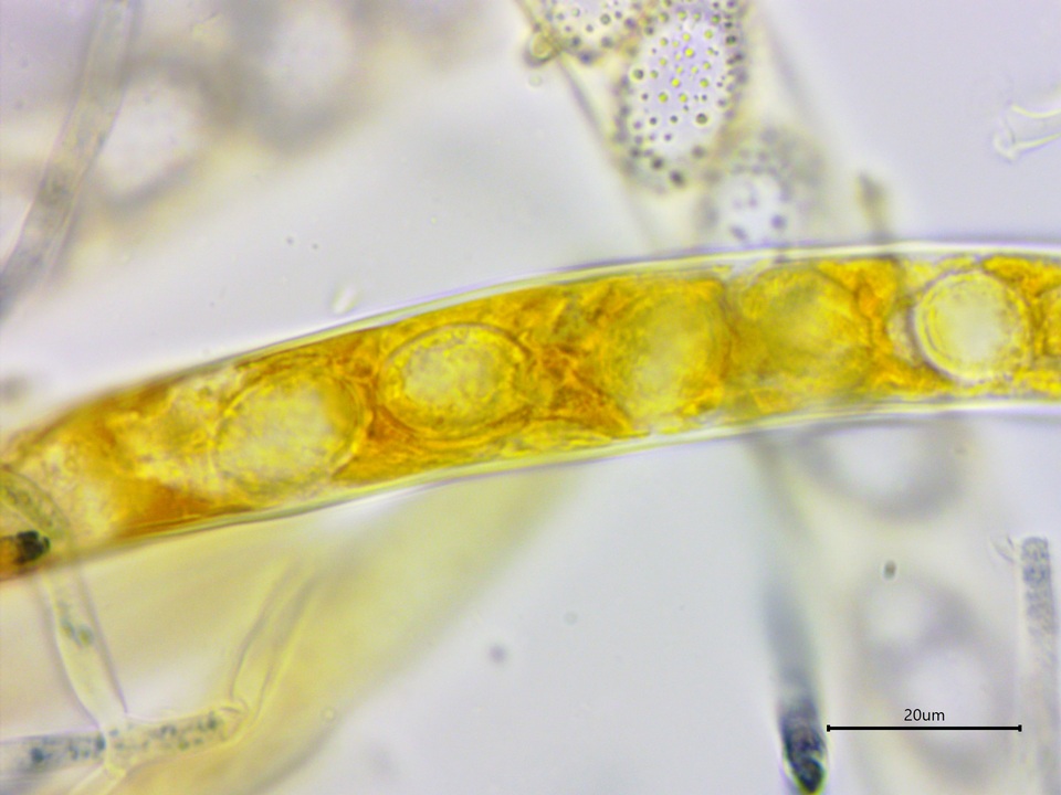 Neottiella vivida image