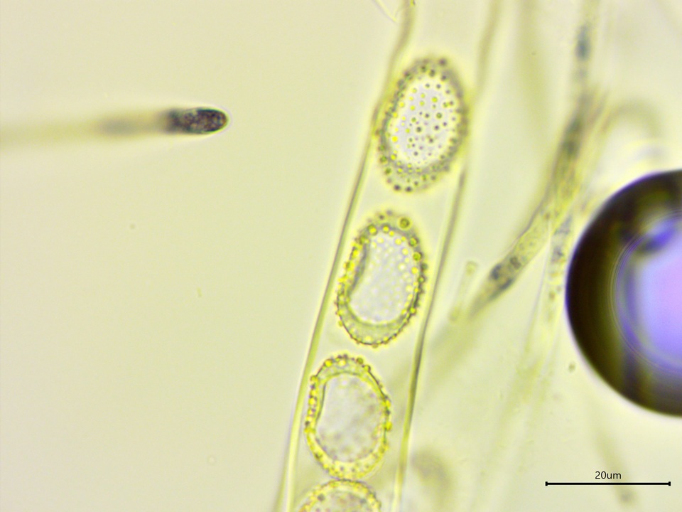 Neottiella vivida image