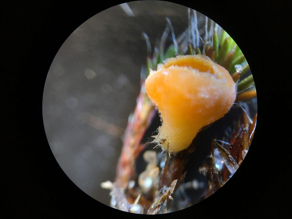 Neottiella vivida image