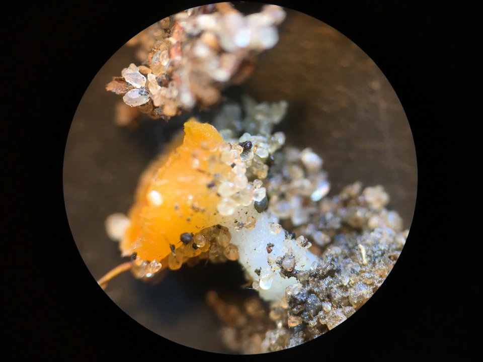 Neottiella vivida image