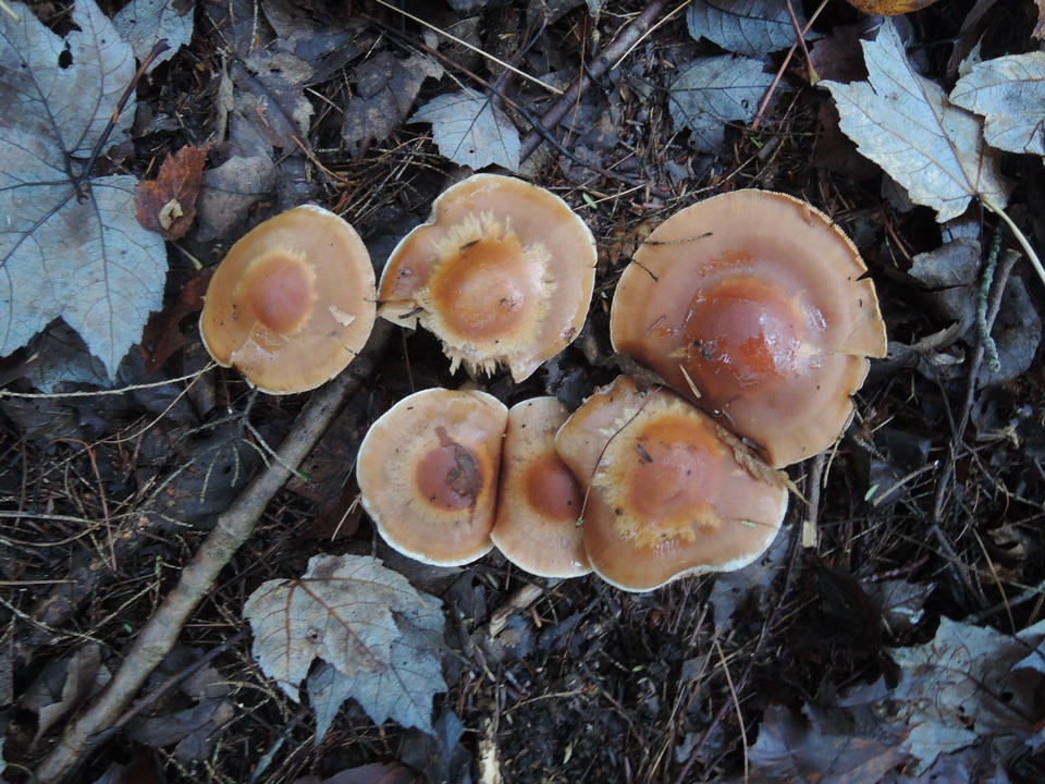 Cortinarius armeniacus image