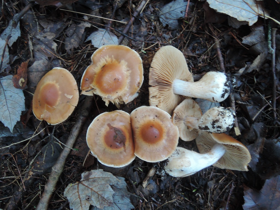 Cortinarius armeniacus image