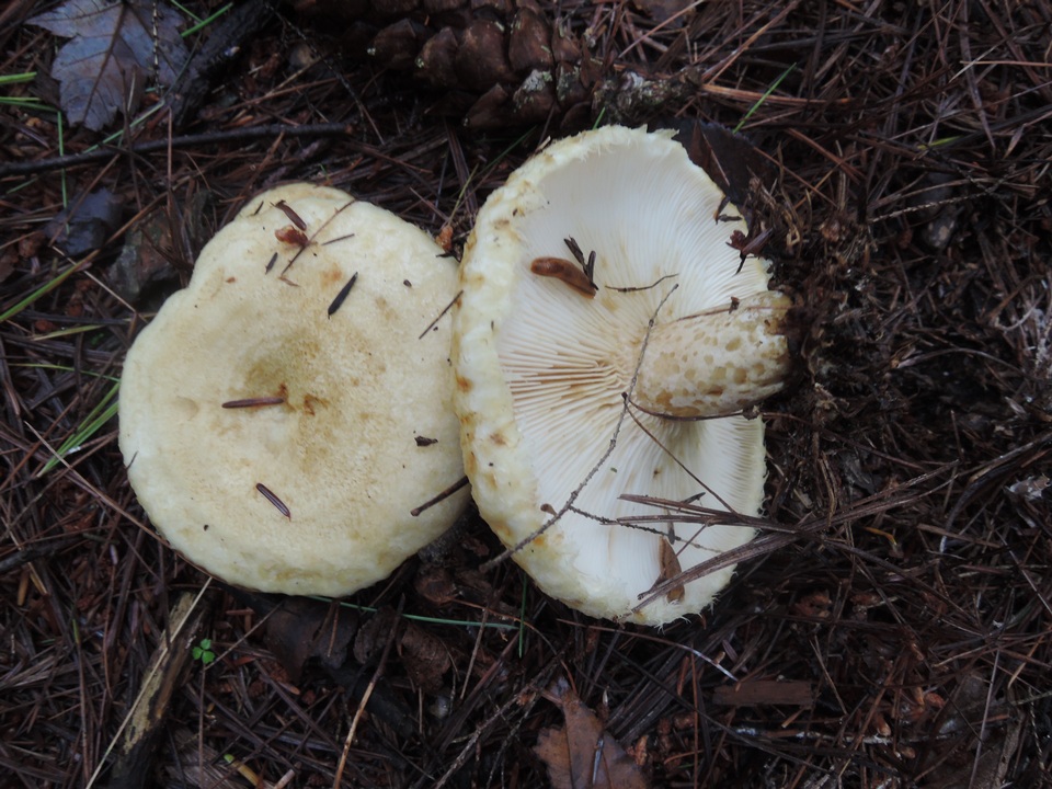 Lactarius scrobiculatus var. canadensis image