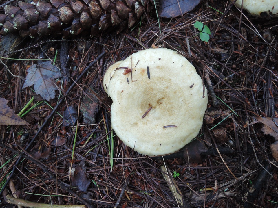 Lactarius scrobiculatus var. canadensis image
