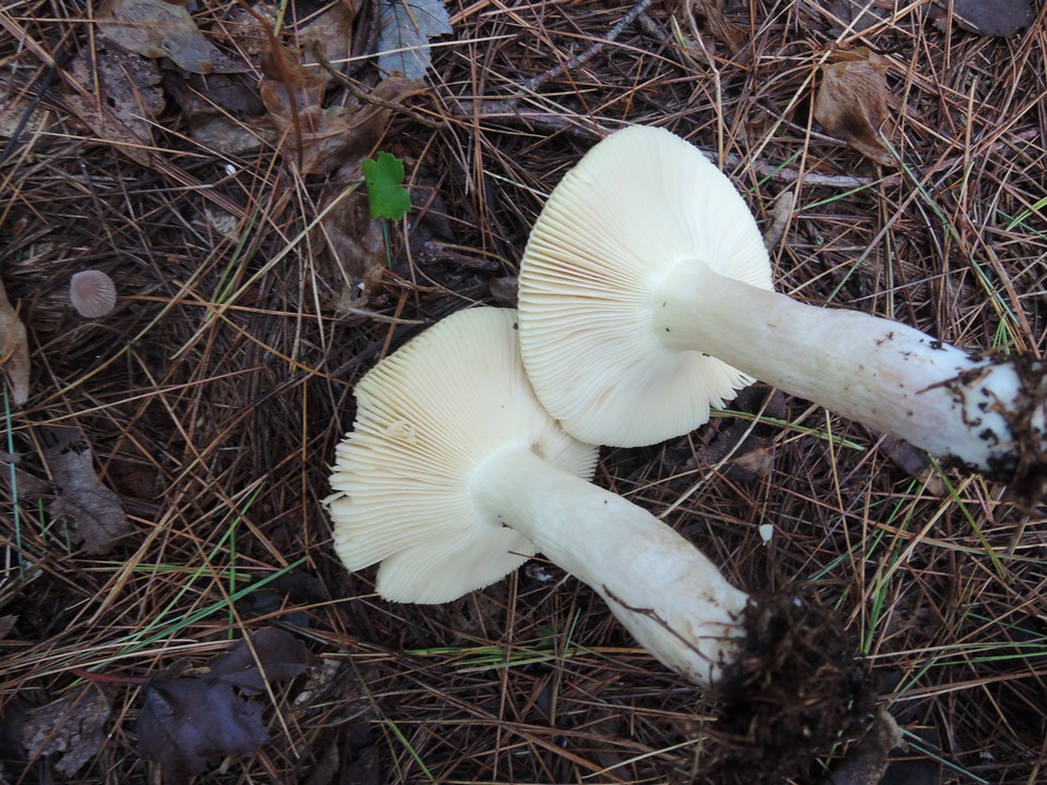 Russula clavipes image