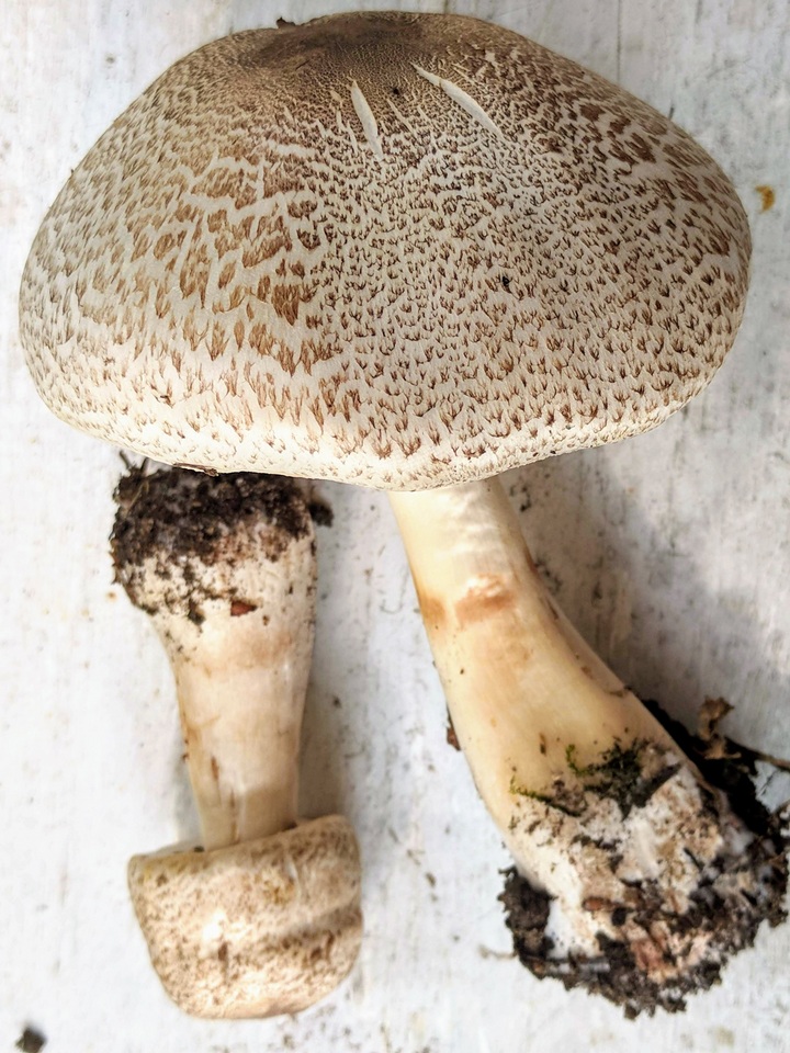 Agaricus kriegeri image