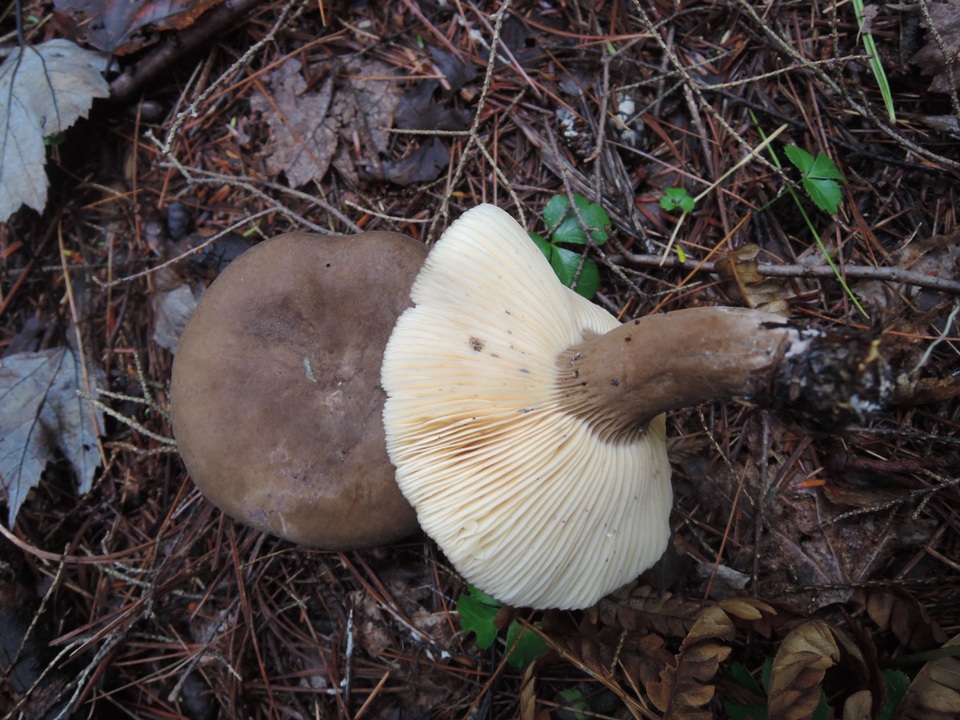 Lactarius lignyotus var. nigroviolascens image
