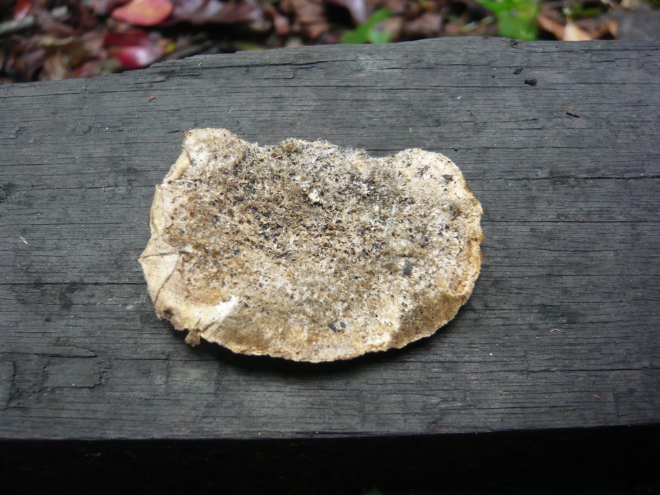 Trametes trogii image