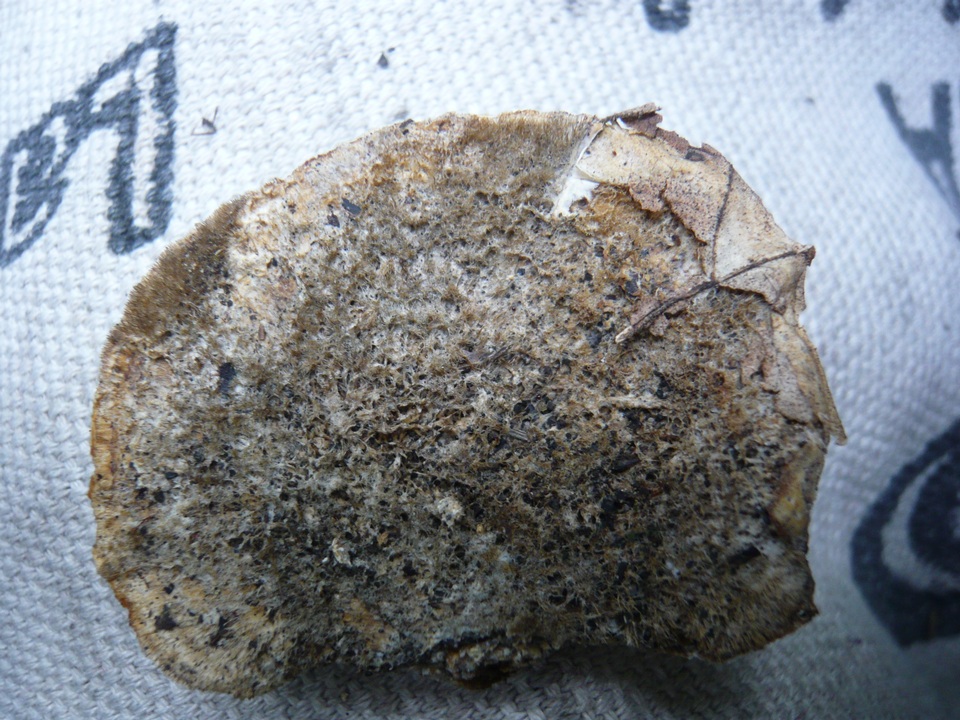 Trametes trogii image