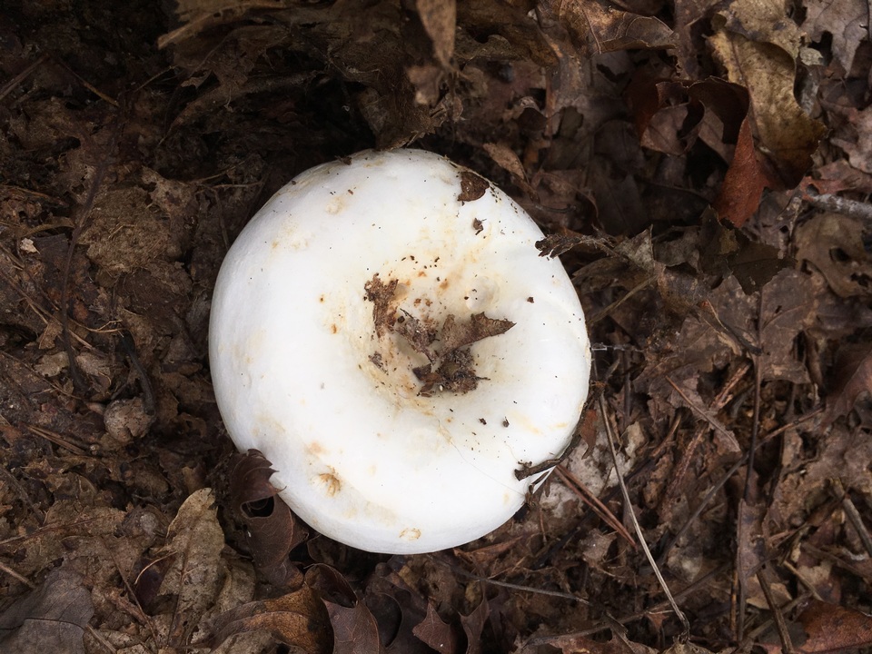 Lactifluus deceptivus image