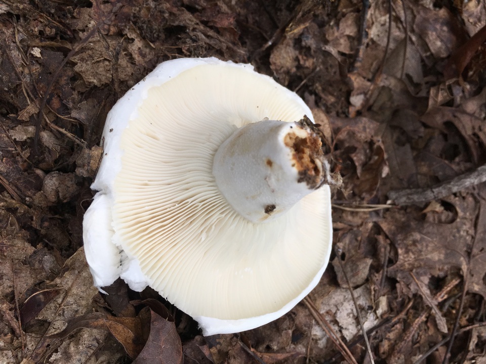 Lactifluus deceptivus image