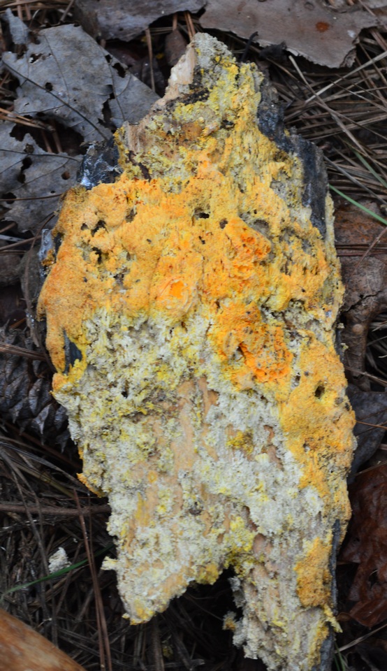 Erastia salmonicolor image