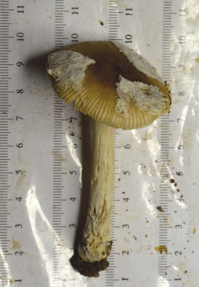 Amanita dulciarii image