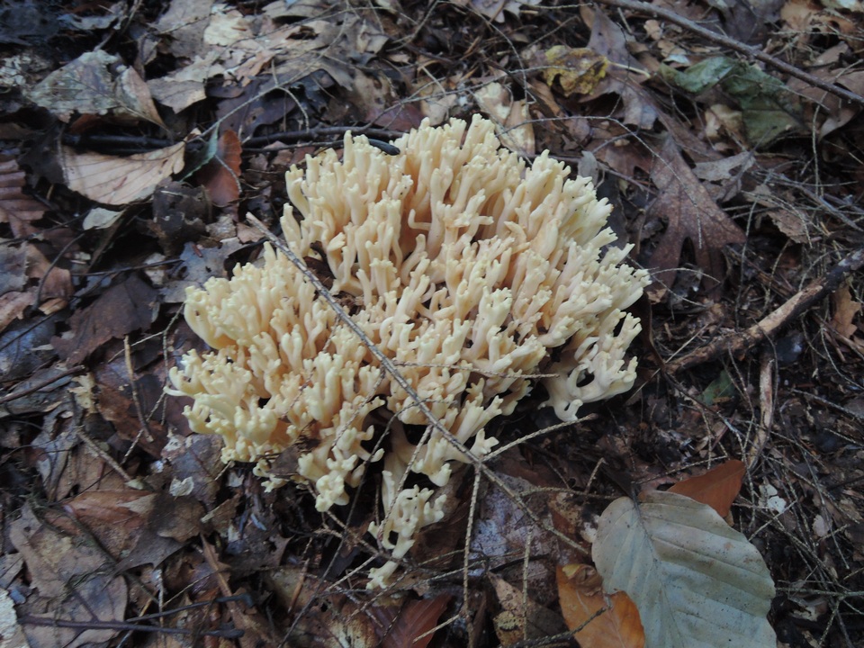 Ramaria pallida image