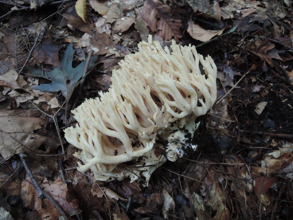 Ramaria pallida image