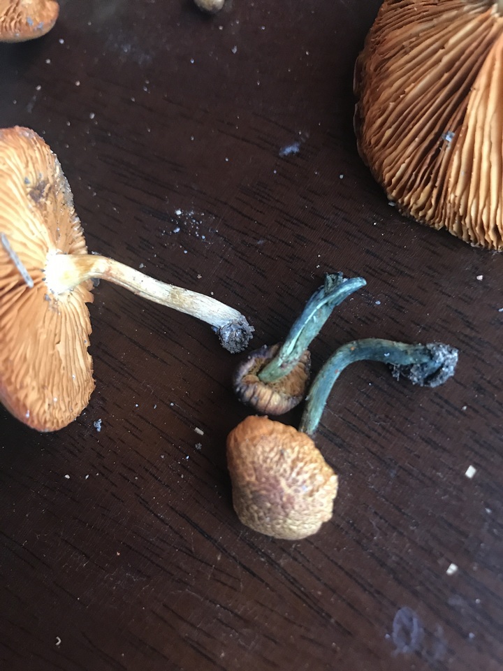 Gymnopilus cyanopalmicola image