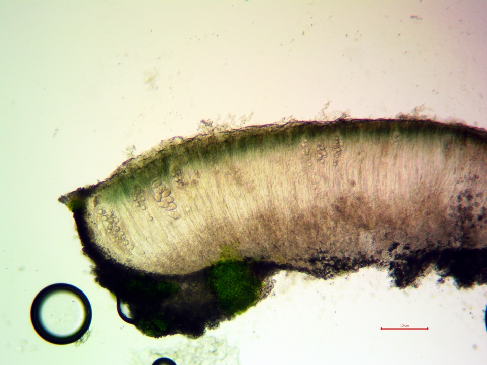 Aspicilia aquatica image