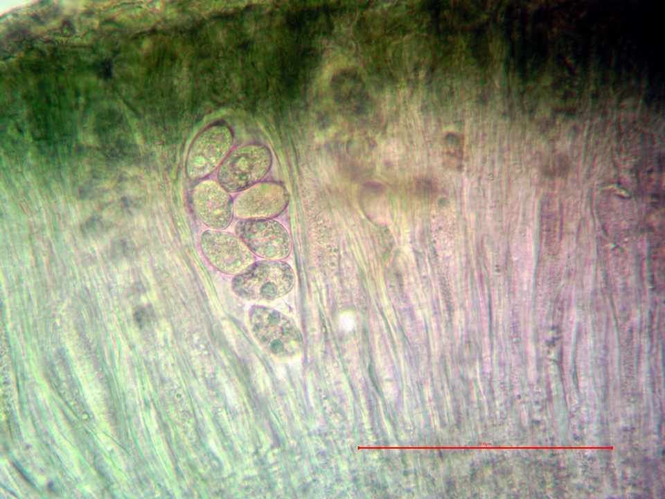 Aspicilia aquatica image