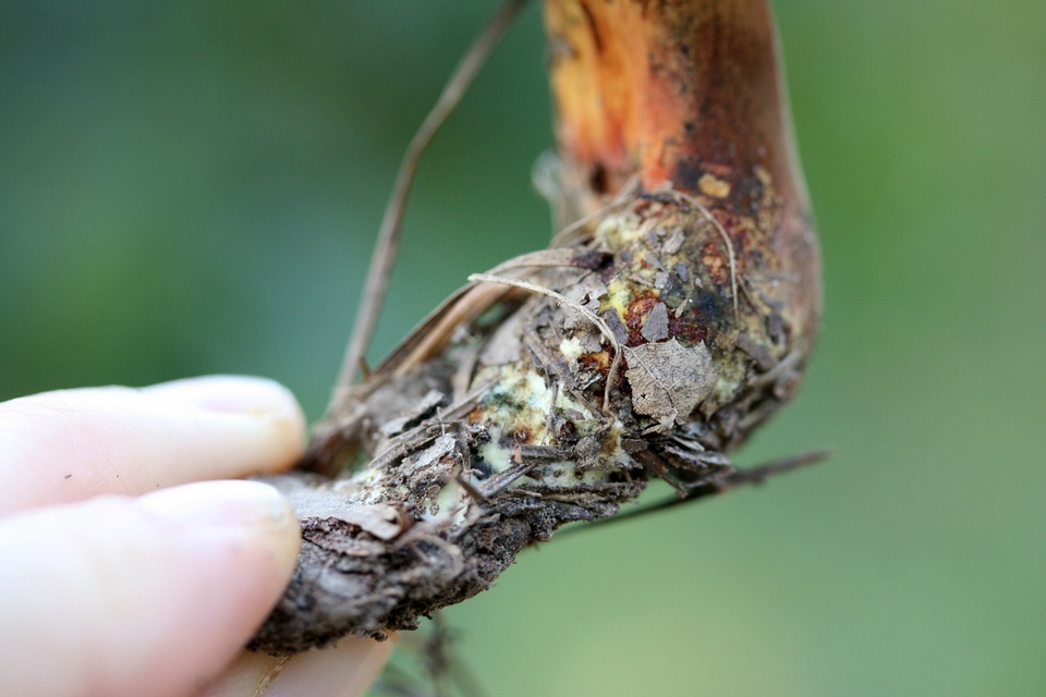 Boletus rufocinnamomeus image