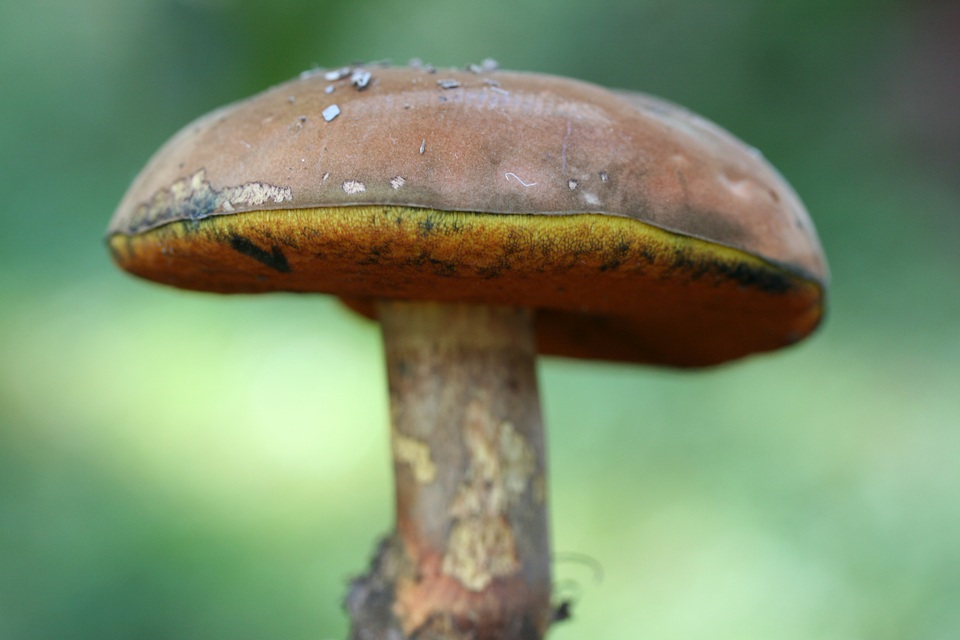 Boletus rufocinnamomeus image