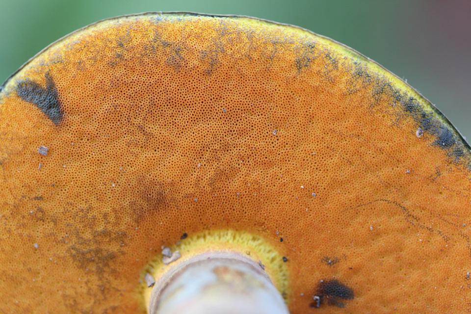 Boletus rufocinnamomeus image