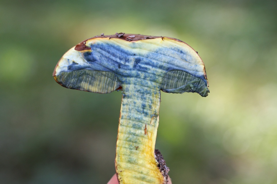 Boletus rufocinnamomeus image