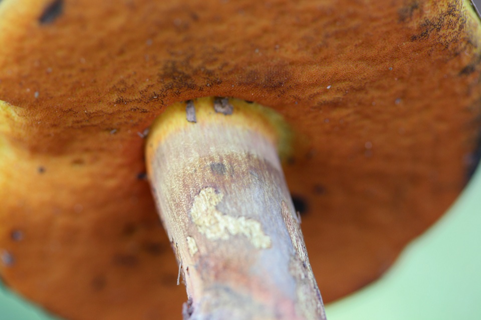 Boletus rufocinnamomeus image