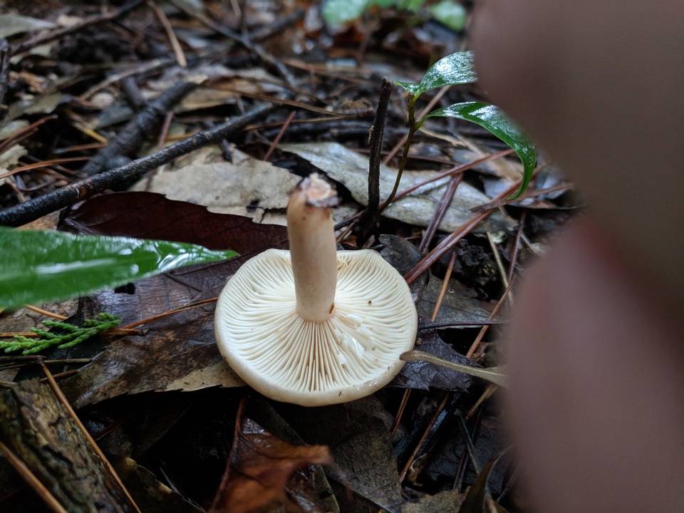Lactarius glutininitens image