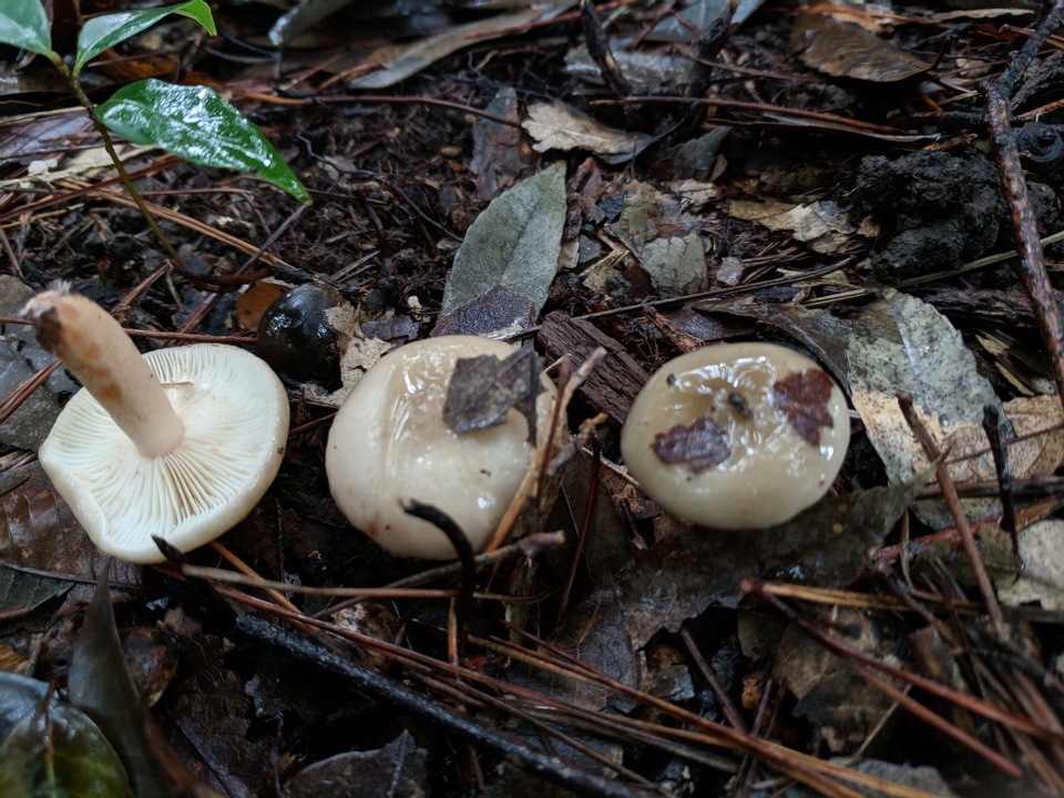 Lactarius glutininitens image