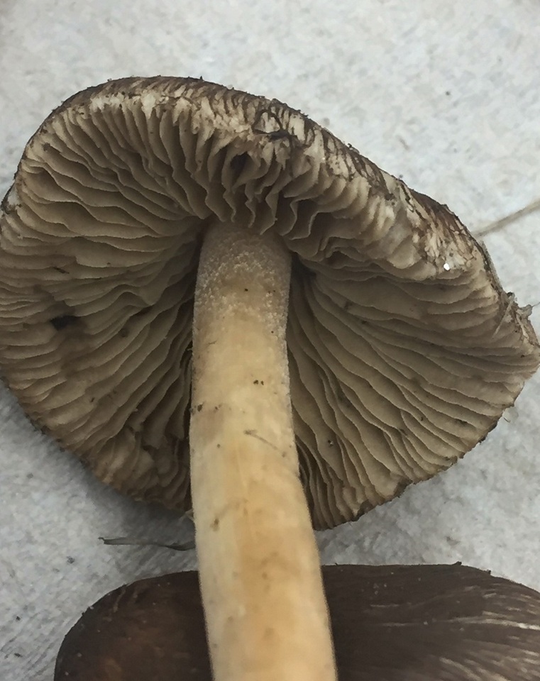 Inocybe subdestricta image