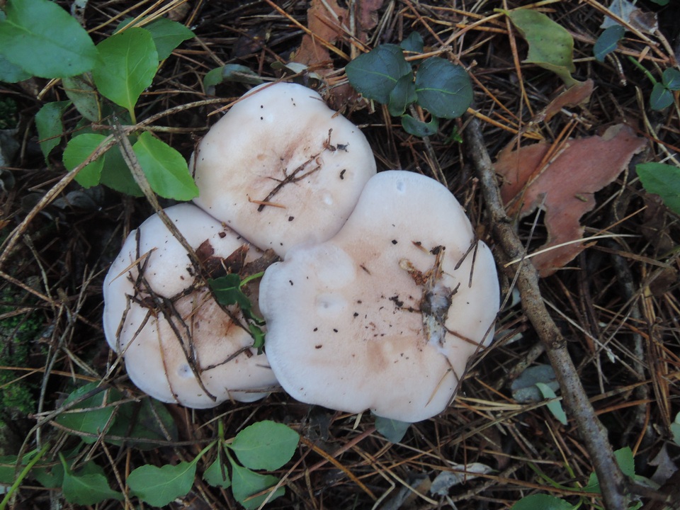 Lepista graveolens image
