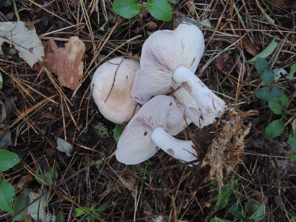 Lepista graveolens image