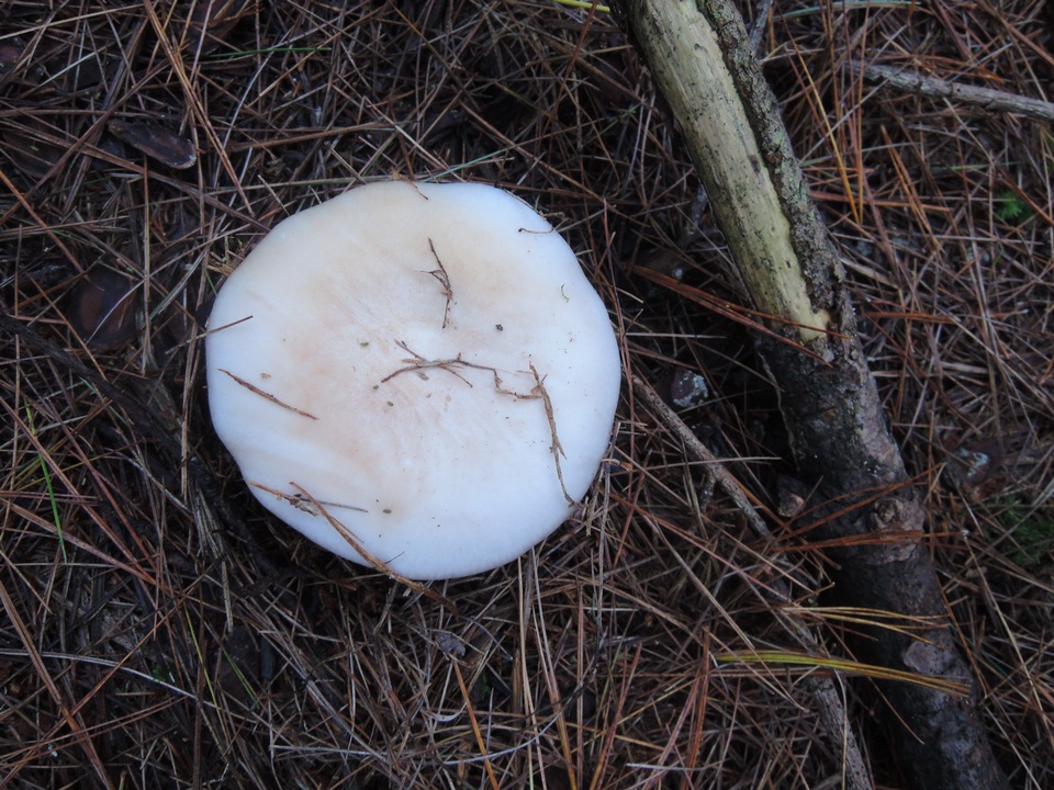 Lepista graveolens image