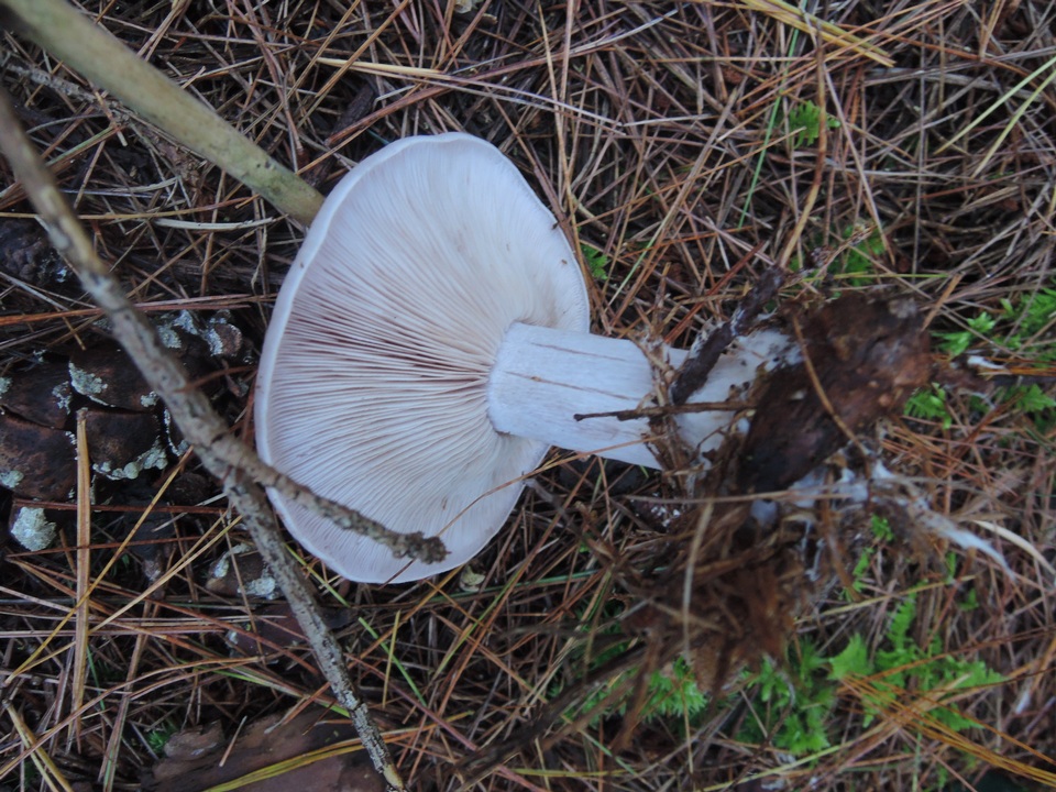 Lepista graveolens image