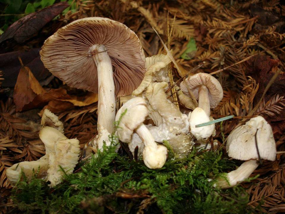Volvariella surrecta image