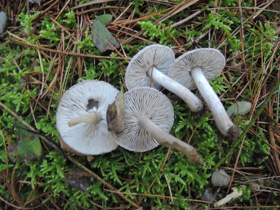 Tricholoma triste image