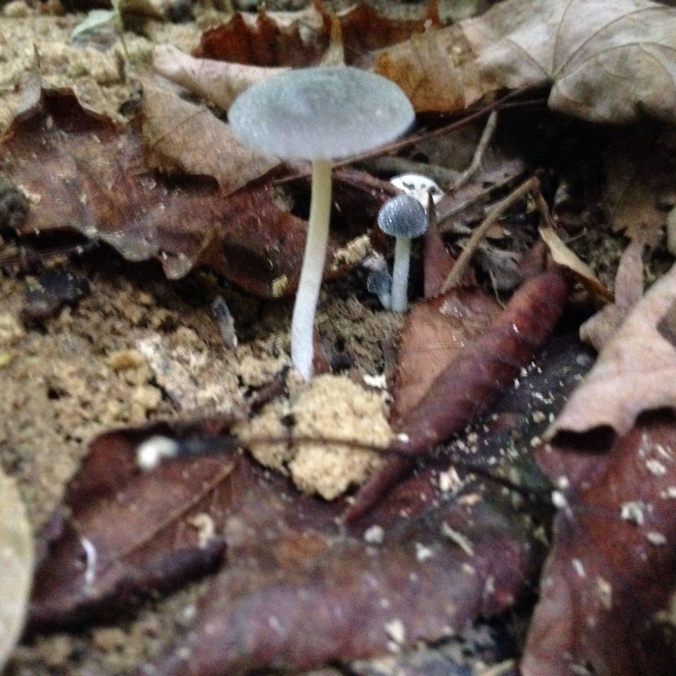 Conocybe aeruginosa image