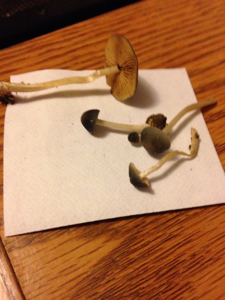 Conocybe aeruginosa image