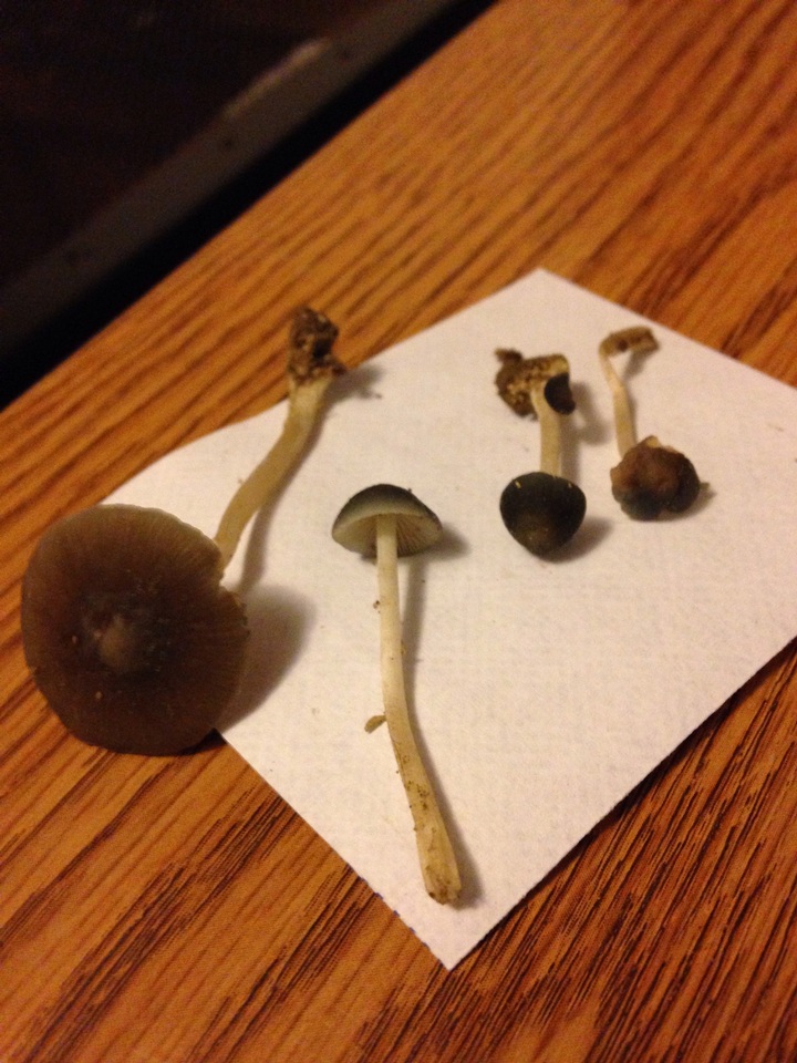 Conocybe aeruginosa image