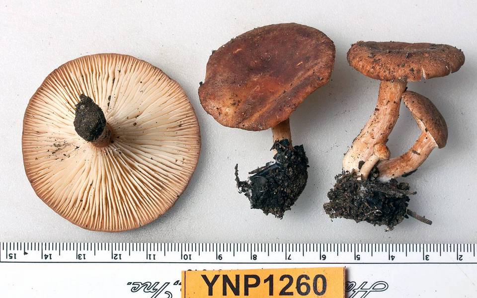Clitocybe squamulosa var. montana image