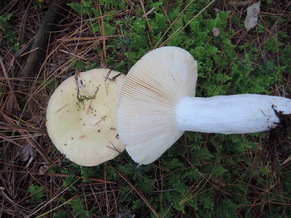 Russula seperina image