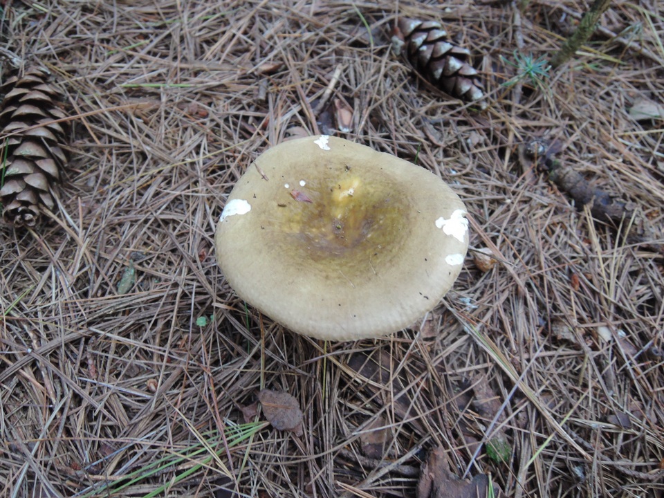 Russula clavipes image