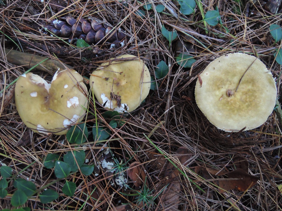 Russula clavipes image