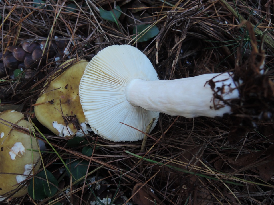Russula clavipes image