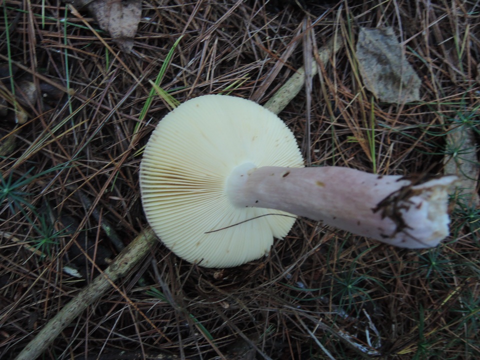 Russula amoenicolor image