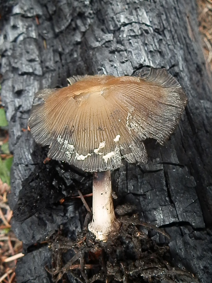 Coprinellus bipellis image