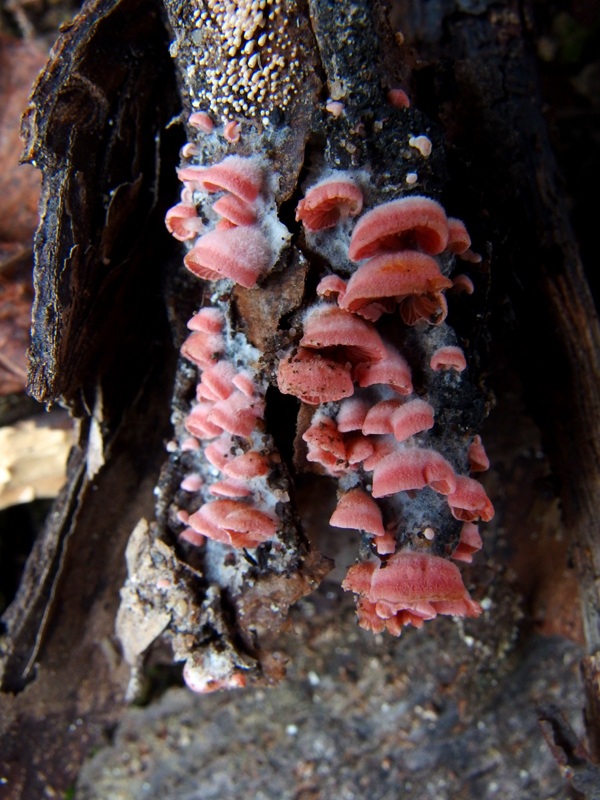 Crepidotus roseoornatus image