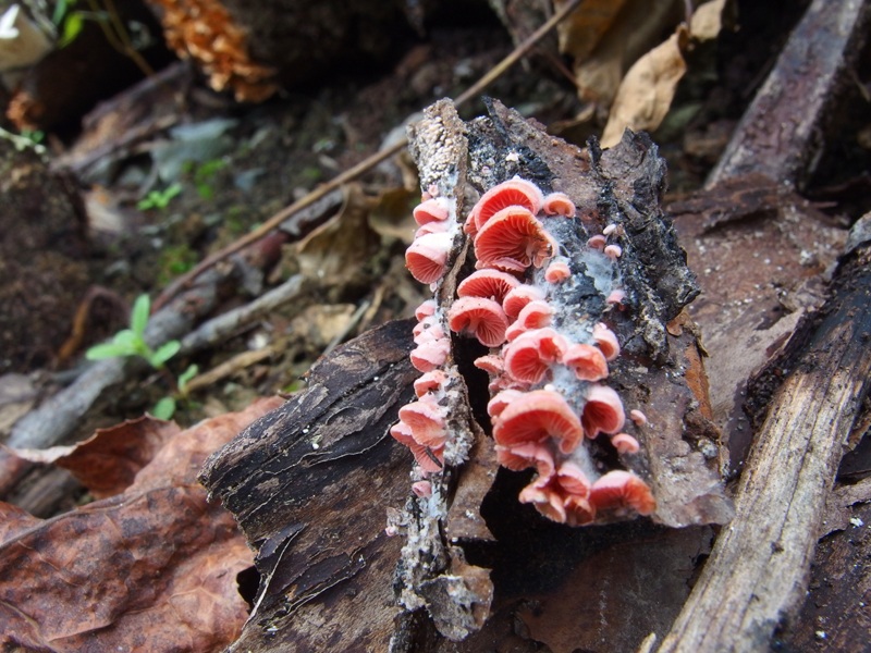 Crepidotus roseoornatus image